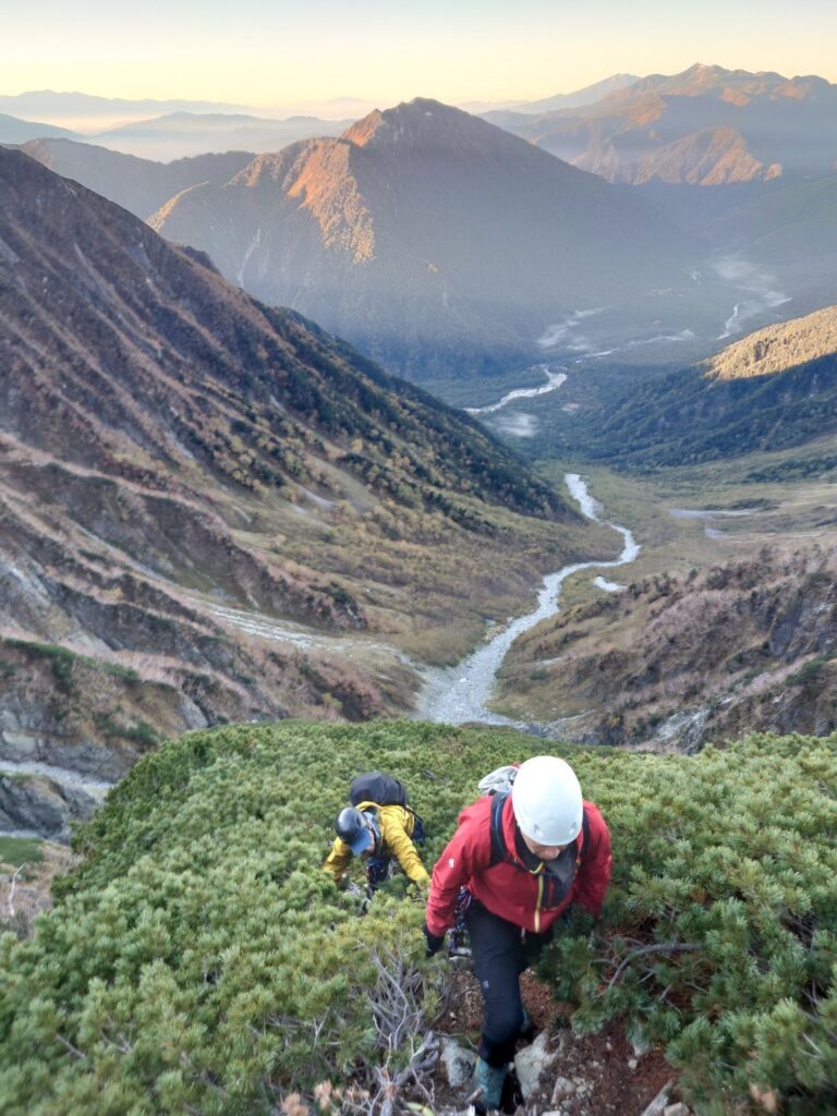 奥穂高岳南稜のハイマツ