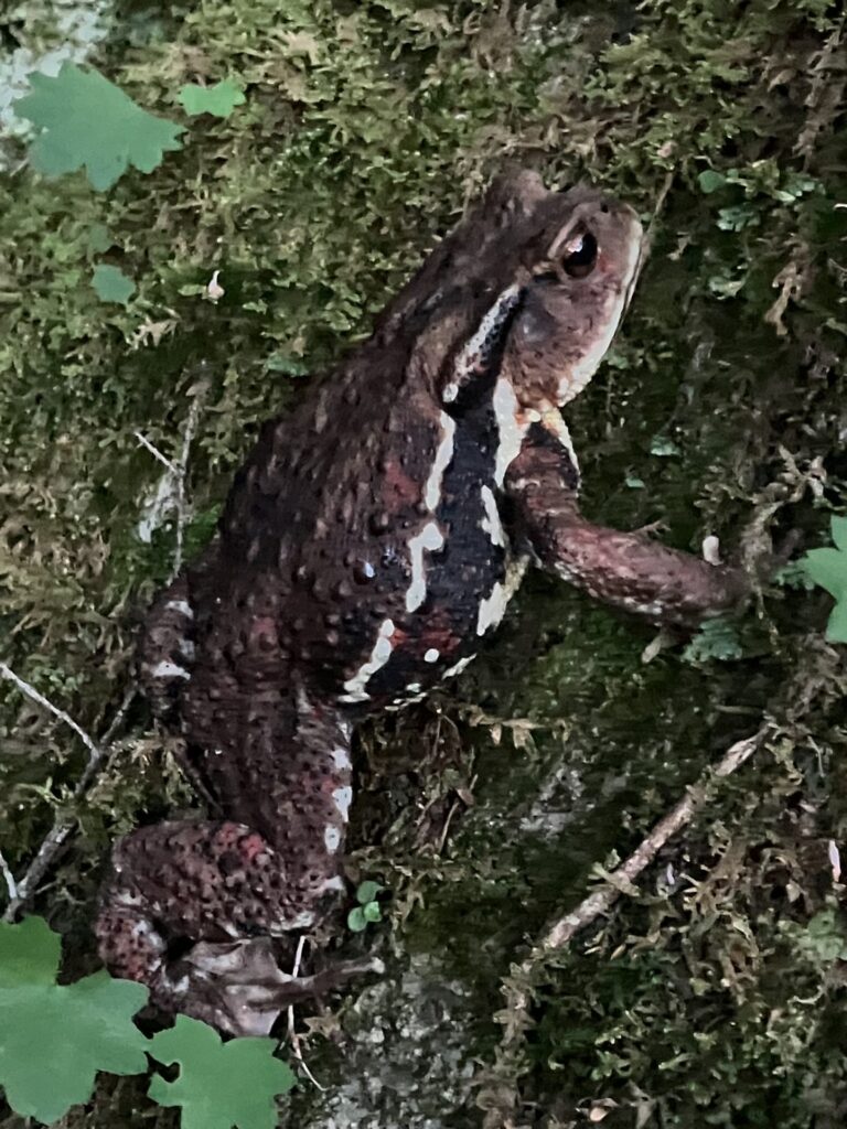 でかいヒキガエル