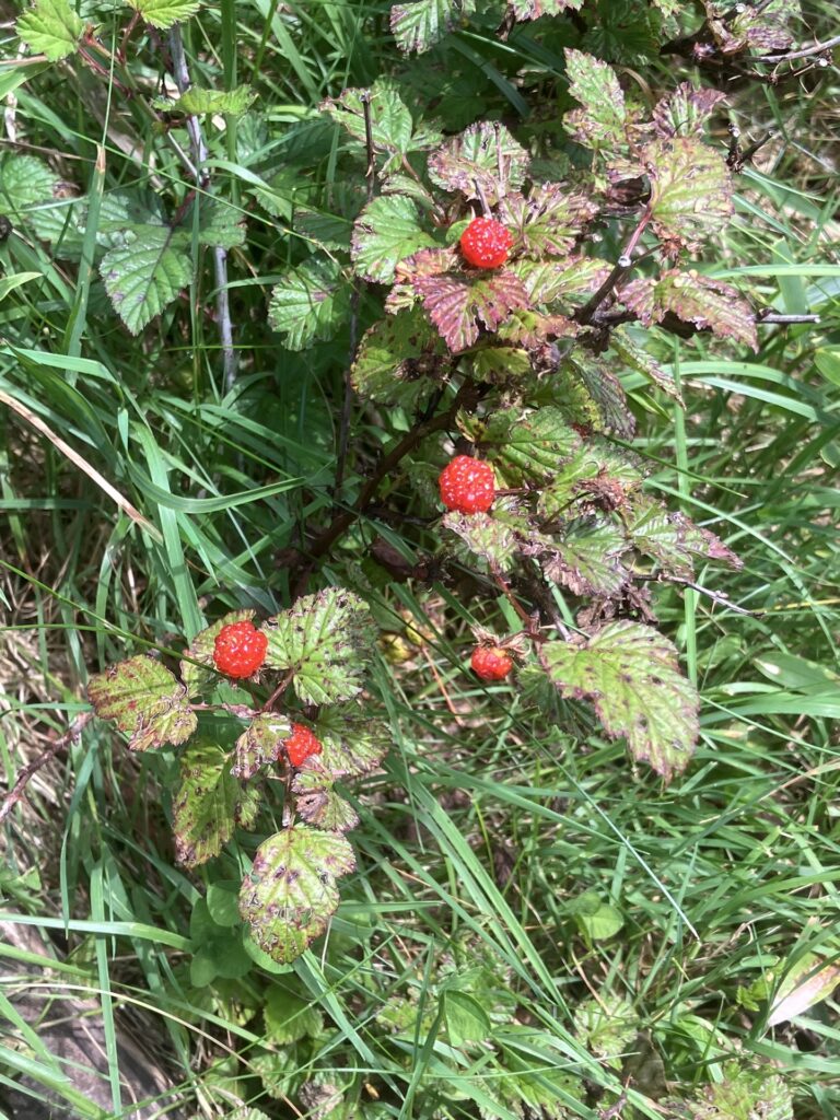 ヘリポート平は木苺が群生していた