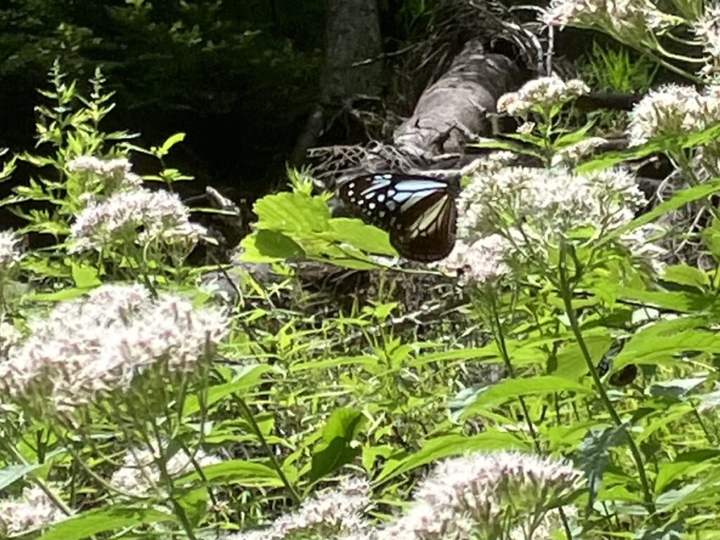 アサギマダラ