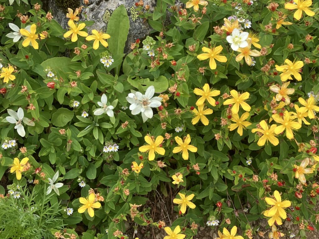 北岳の高山植物たち