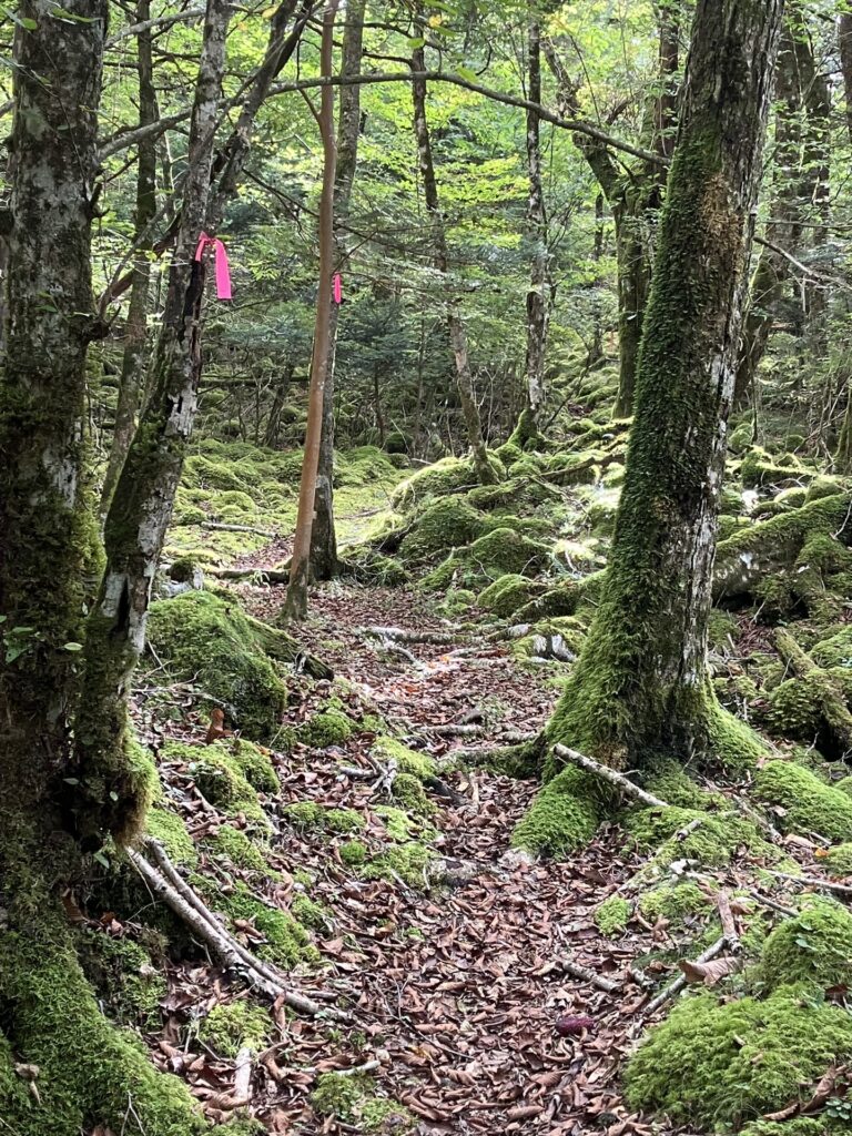 村山古道はリボンが多くて分かりやすくなってる