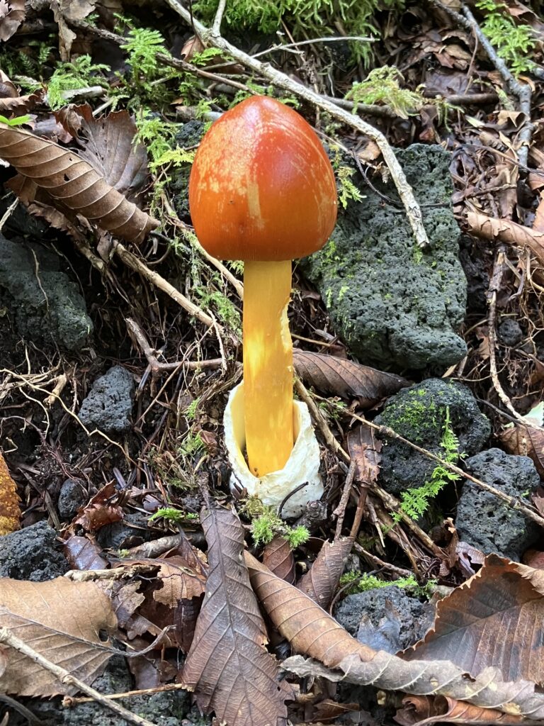 タマゴタケ