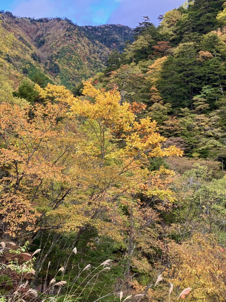 白倉山?の紅葉