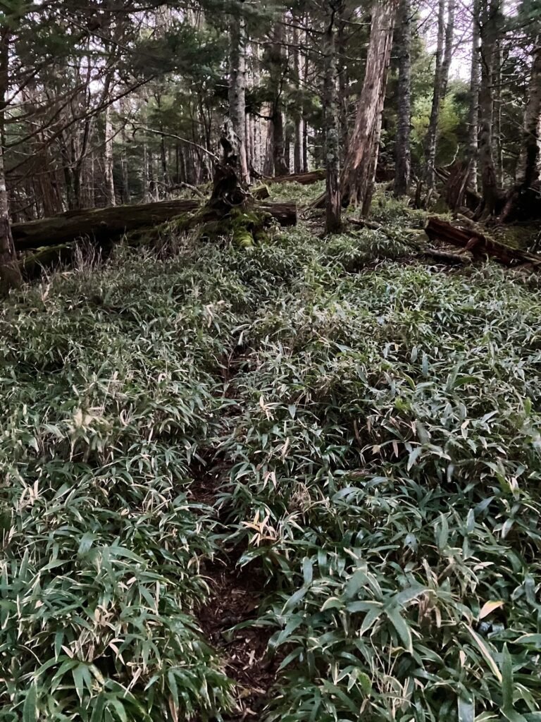 中ノ尾根 傾斜が緩くなってきた