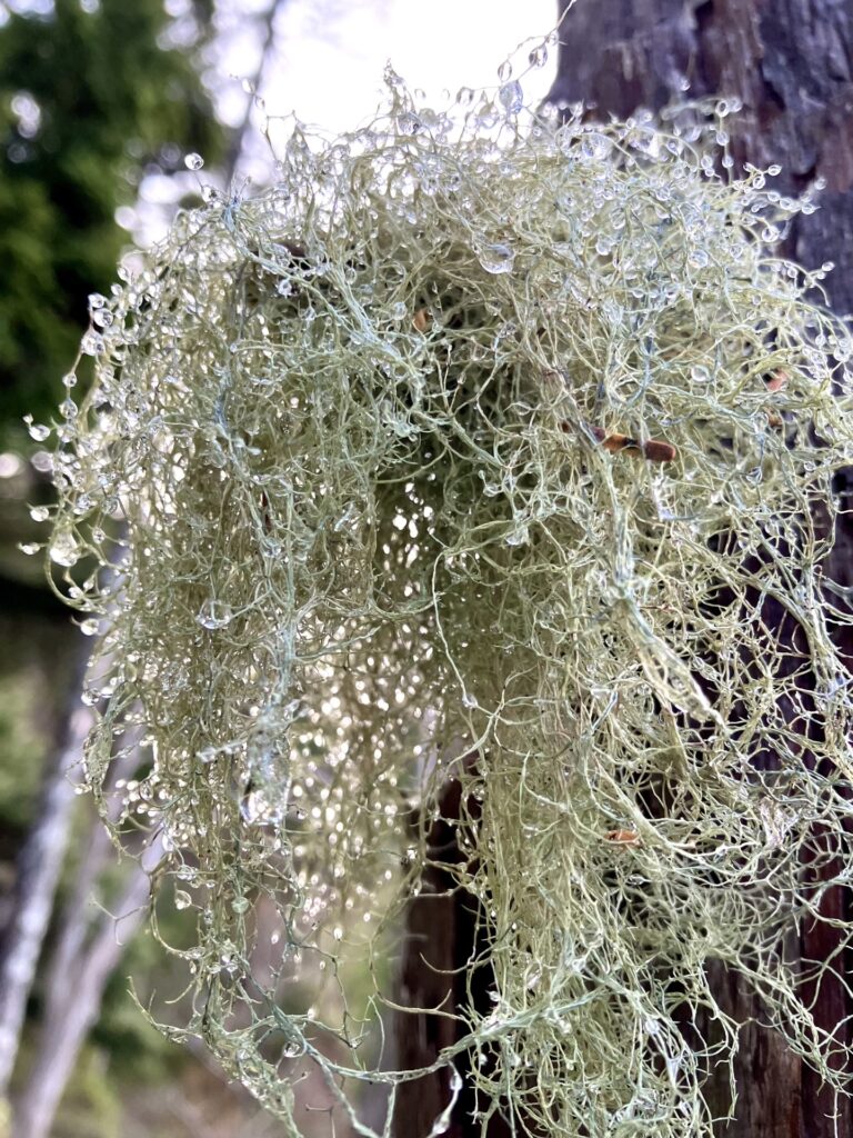 露がついたサルオガセ