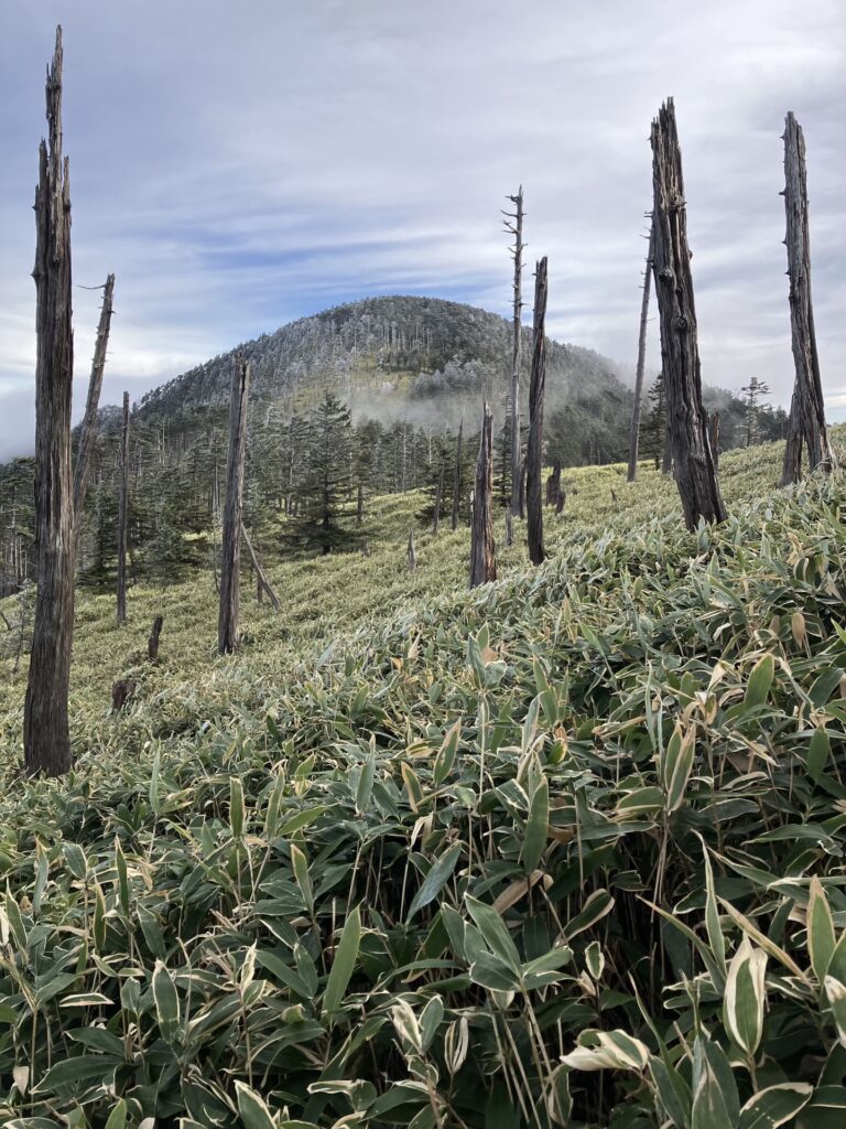 中ノ尾根山に続く深い笹薮
