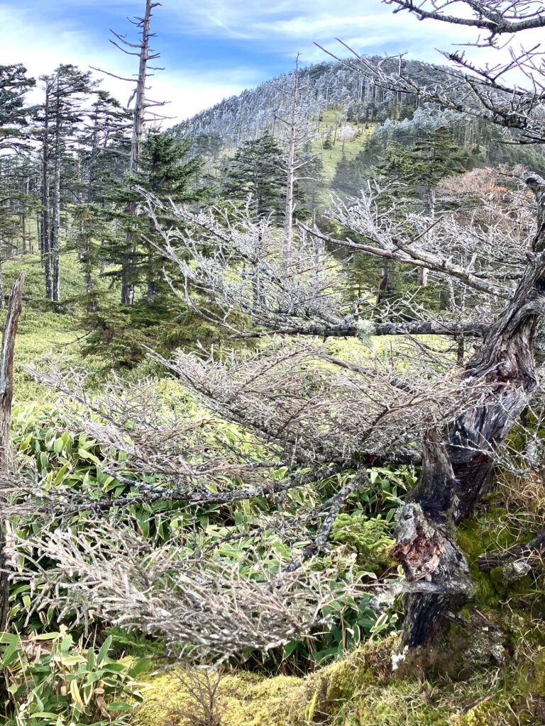 中ノ尾根山の樹氷