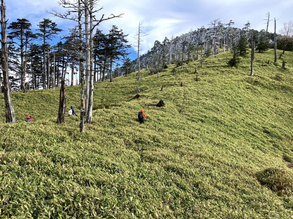 中ノ尾根山の笹薮を掻き分けて進む