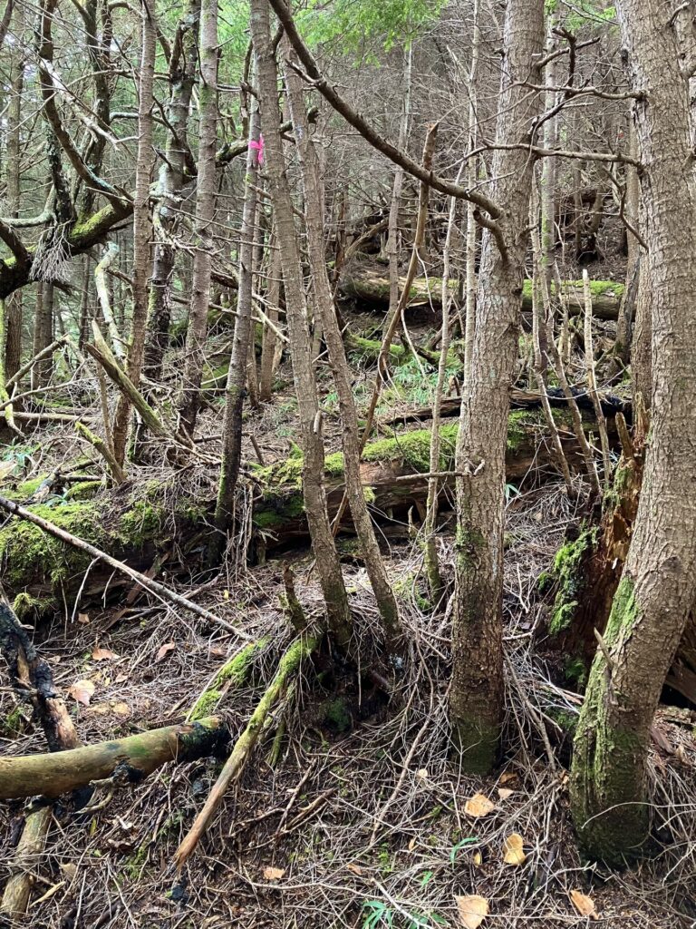 合地山I峰の急登 立木をかき分けて進む