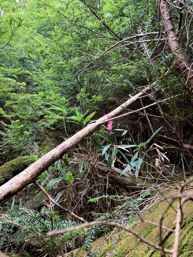 合地山I峰 道はないけどピンクテープが近道