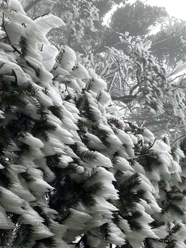 中ノ尾根山のエビの尻尾