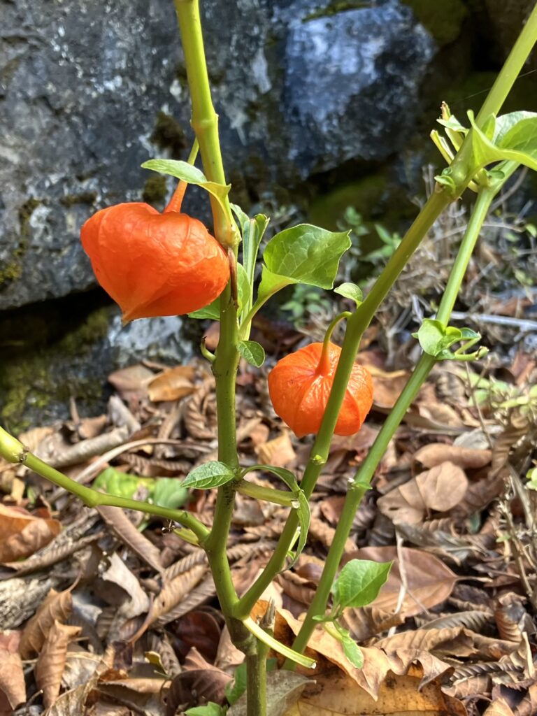 白倉林道のホオズキ